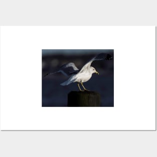 Gull in the Spotlight Posters and Art